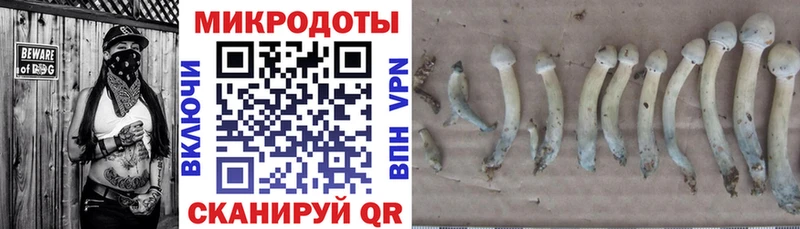 Псилоцибиновые грибы Cubensis  ссылка на мегу как зайти  Красный Кут  как найти наркотики 
